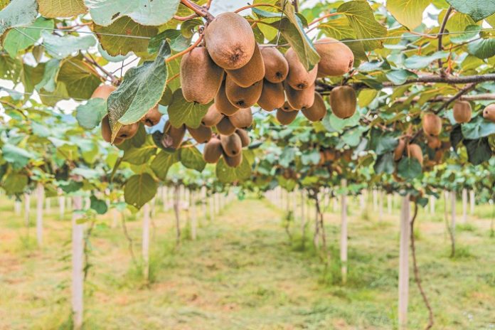 Kiwi,Green,Organic,Plantation,,Kiwi,Fruit,Close,Up.