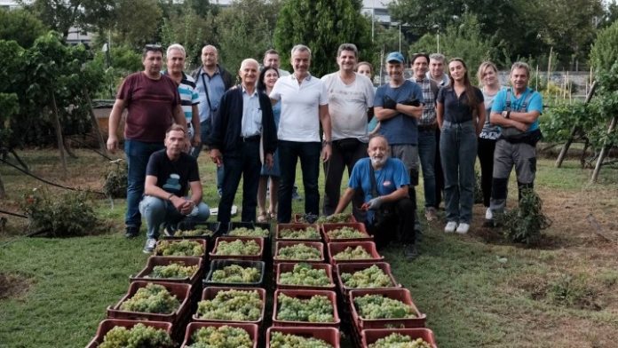 trygos-leykes-poikilies-astiko-ampelona-dimou-thessalonikis