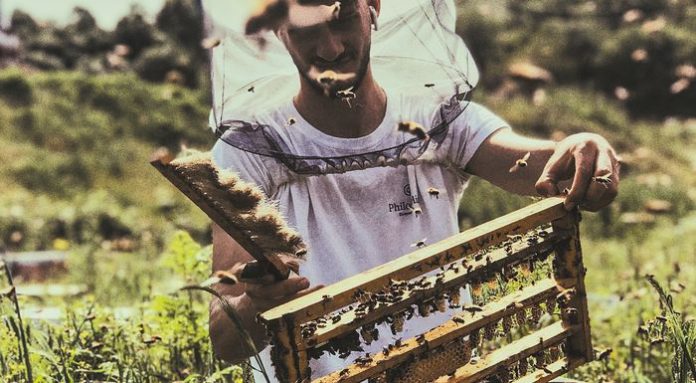 --bee_queens_2_700x385