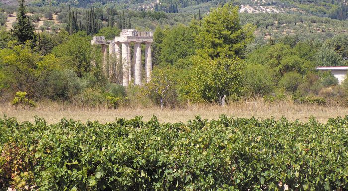 na-xeperasoun-tin-krisi-prospathoun-oi-oinoparagogoi-sti-nemea-272735
