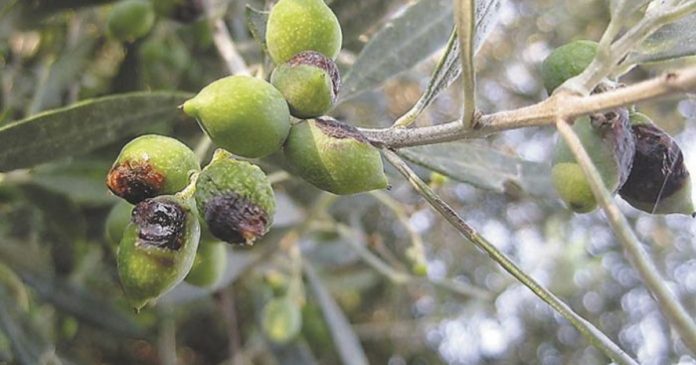 paleyei-dako-kritikos-elaionas-akomi-ektos-psekasmos-kata-topous