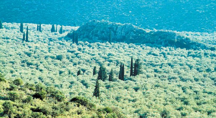 schedio-apokatastasis-tou-paradosiakou-elaiona-amfissas-272485