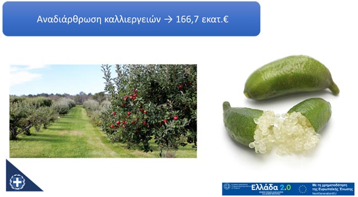 anartithike-i-meleti-gia-tin-anadiarthrosi-ton-kalliergeion-275696