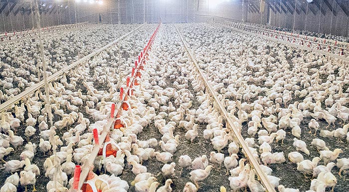 usda-proteinomeno-schedio-gia-ti-meiosi-ton-kindynon-prosvolis-apo-salmonela-sta-poulerika-276619