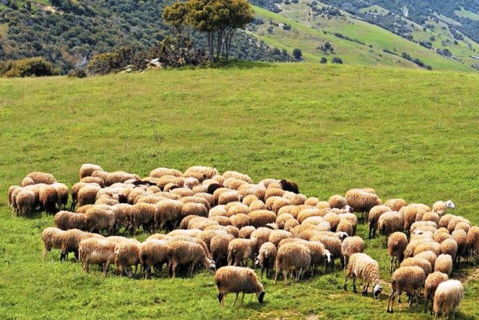 rodopi-programma-genetikis-beltiosis-zoon-kalyteres-apodoseis-gala-kreas