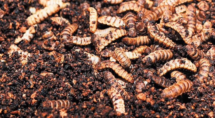 ougkanta-oi-agrotes-chrisimopoioun-skoulikia-gia-tin-paragogi-lipasmatos-274223