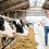 Κτηνοτροφία: Κατατέθηκε η τροπολογία που καθιστά αφορολόγητη και ακατάσχετη την έκτακτη προσωρινή στήριξη για αγορά ζωοτροφών