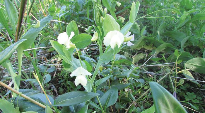fava-kai-fasolia-ston-feneo-kerdizoun-ti-machi-277332