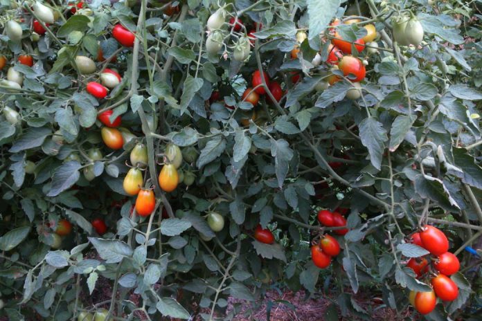 ntomatinia
