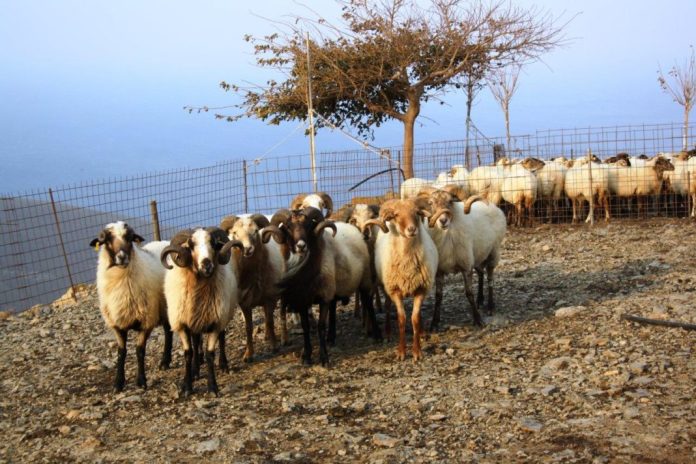oreino-provato-limnou
