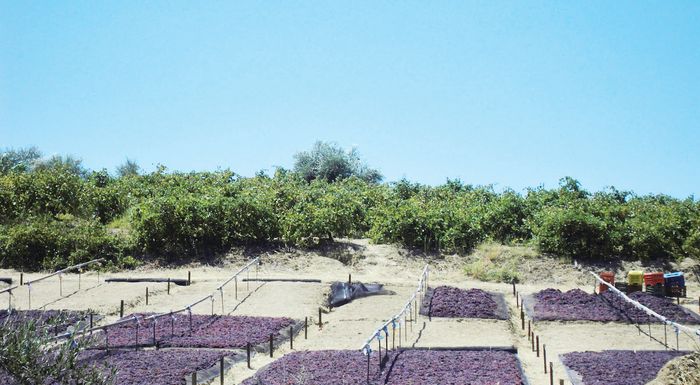 yposcheseis-gia-ti-stafida-choris-viosimi-lysi-279073
