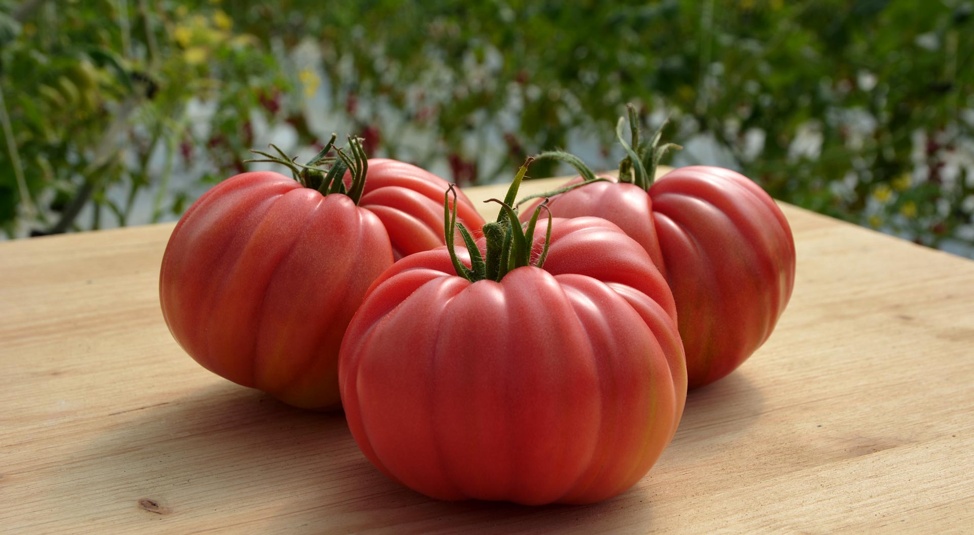 yvridia-tomatas-pioneer-hi-bred-hellas-apo-tin-corteva-agriscience-178233