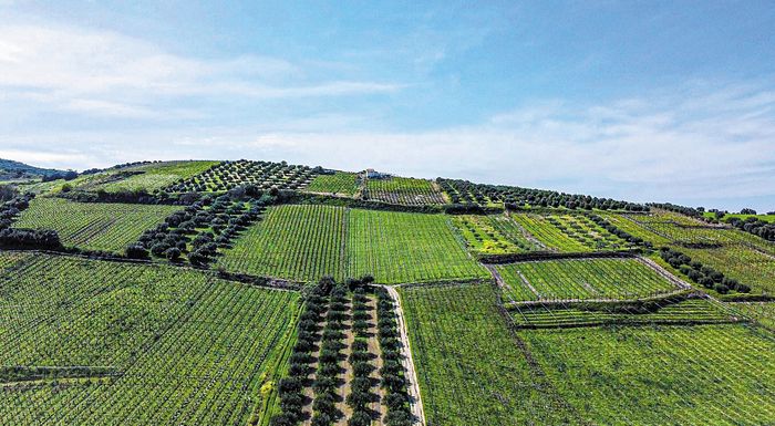 epafes-tou-epimelitiriou-serron-me-voulgarikes-epicheiriseis-gia-cluster-agrodiatrofis-281771