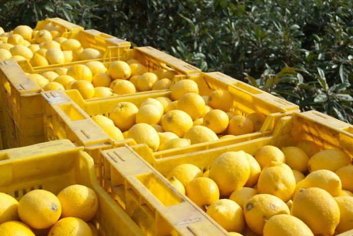 Lemonia