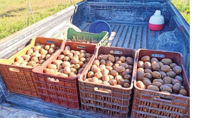 ---aktinidia1_700x385xlarge