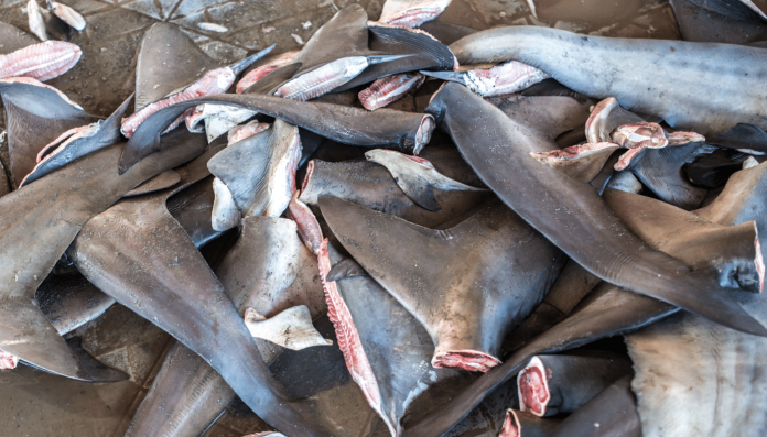 Shark_Finning