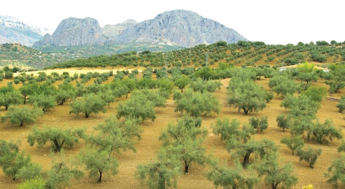 epistoli-diamartyrias-ston-elga-paragogon-tis-anatolikis-aigialeias-283623