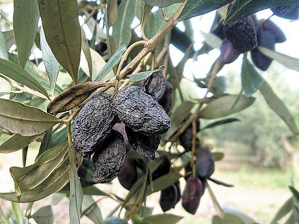 klimakia-tou-elga-sti-messinia-gia-to-gloiosporio-ston-elaiokarpo-282020
