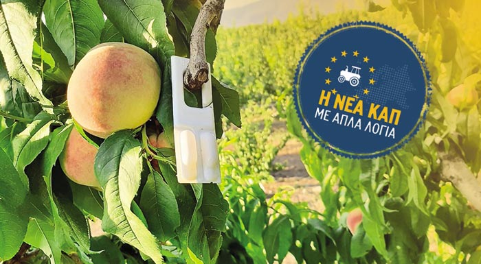 i-nea-kap-me-apla-logia-epekteinetai-to-komfouzio-se-vaµvaki-kai-esperidoeidi-alla-µono-gia-nees-ektaseis-283030
