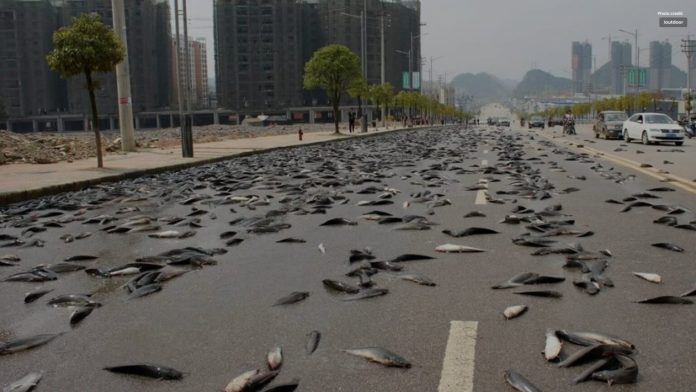 Fish-Rain-in-Australia-1536x864