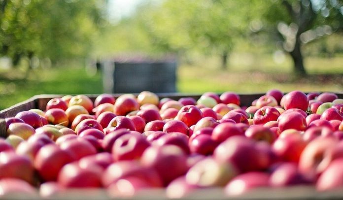 apples-g305540b5d_1280