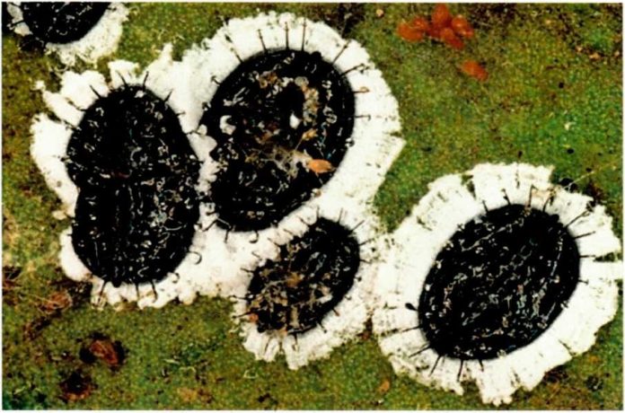 daok-argolidas-proti-emfanisi-mayrou-akanthodous-aleyrodi-argos