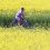 Γερμανία: Το τέλος των βιοκαυσίµων µε βάση τις καλλιέργειες θα έχει σοβαρές επιπτώσεις για τους αγρότες