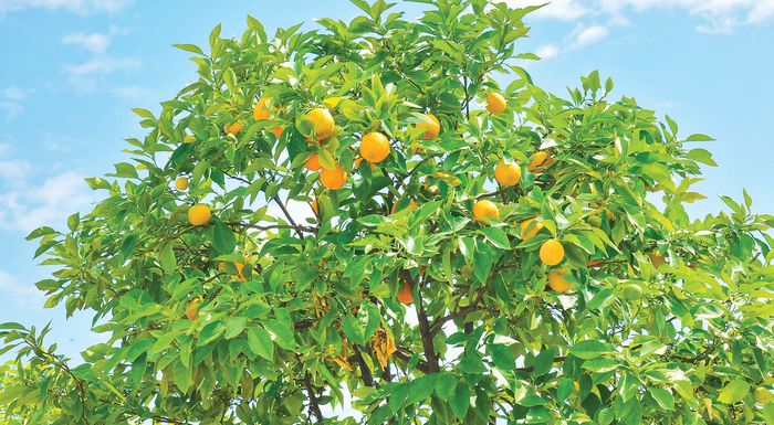 i-kaki-poiotita-erixe-tis-times-sta-lemonia-286475