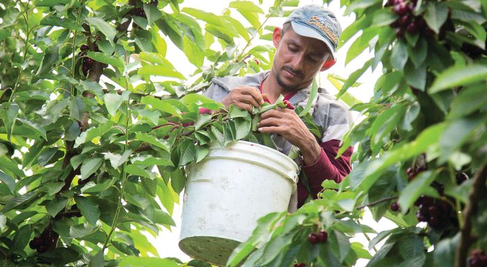 lysi-gia-tous-ergates-gis-zitoun-oi-thessaloi-agrotes-288295
