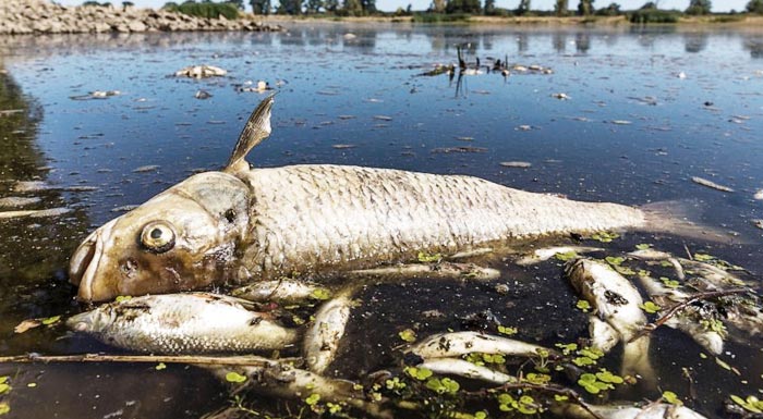 i-greenpeace-epirriptei-se-polonika-orycheia-tin-efthyni-gia-ti-rypansi-ston-potamo-onter-286836