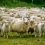 Στόχος ποιμνιοστάσιο στην Πρέβεζα: Έκλεψαν κοπάδι με 68 πρόβατα