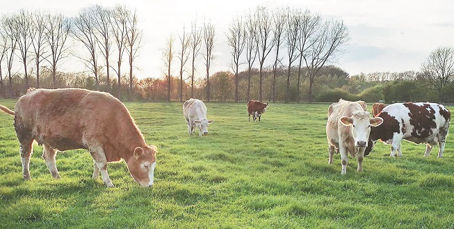 Grazing Cows at sunset