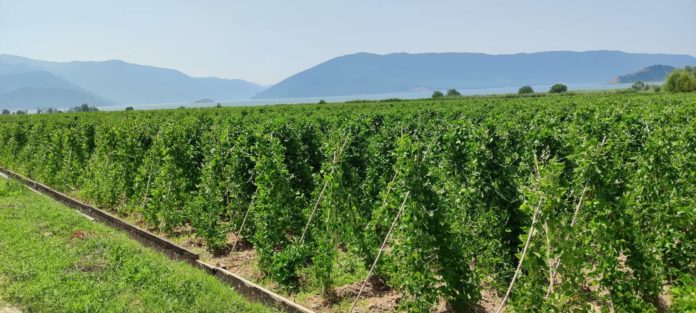 prespes-katartisi-anergon-estiasi-stin-agrotiki-epicheirimatikotita-289586