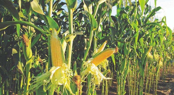 geniki-synelefsi-agrotikon-syllogon-stin-eleftheroupoli-kavalas-289545