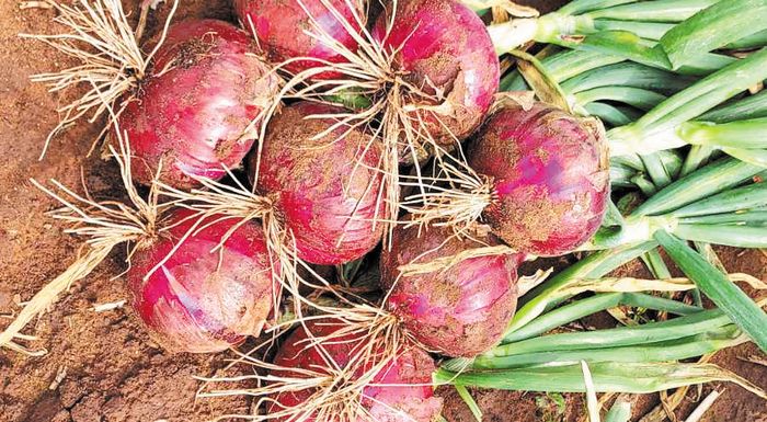 kremmydi-pano-apo-90-lepta-i-timi-alla-to-afinoun-na-kefalosei-kai-allo-289616