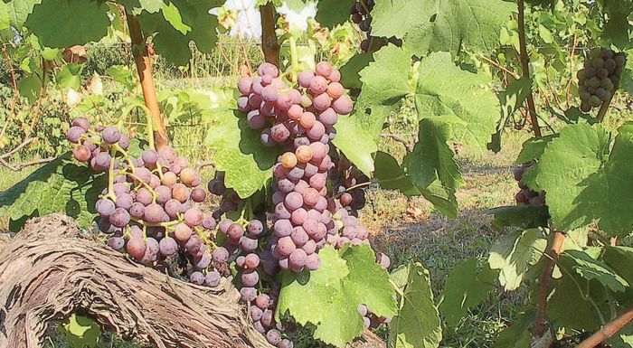 moschofilero-egkatastasi-kai-diacheirisi-mias-yposchomenis-kalliergeias-290768