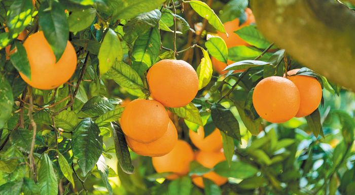 esperidoeidi-anodiki-i-poreia-gia-ta-portokalia-sta-azitita-ta-lemonia-290519
