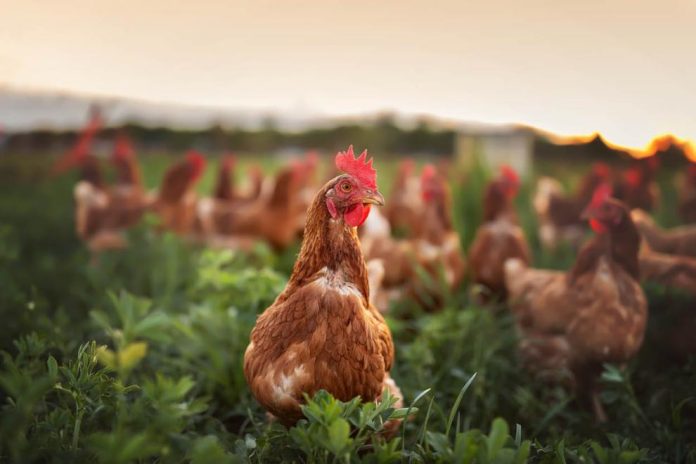 news_antimicrobial-resistance_600x400