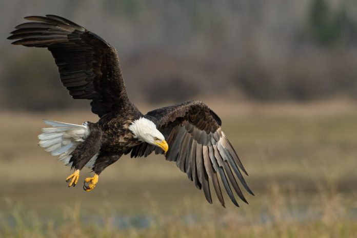 Bald-eagle-flying-scaled