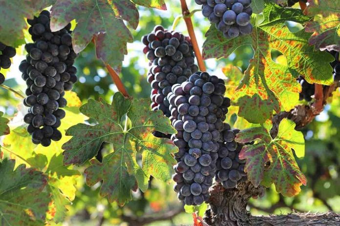 Wine harvest, Naoussa
