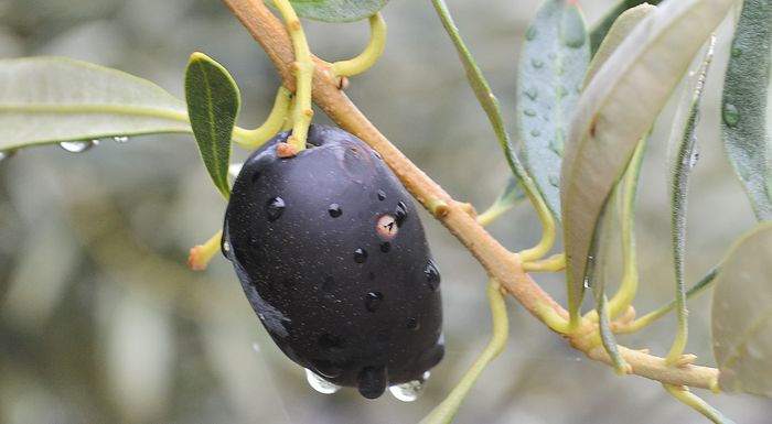 se-adiexodo-i-paragogi-elias-poikilias-kalamon-stin-lokrida-293503