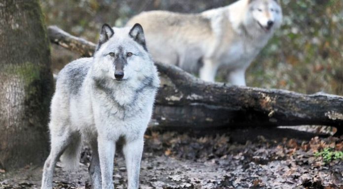 lykos