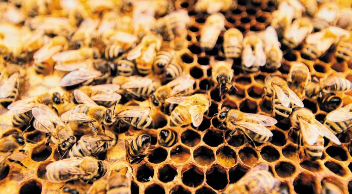 bee-garden-programma-aspida-prostasias-gia-tis-apoikies-melisson-292672