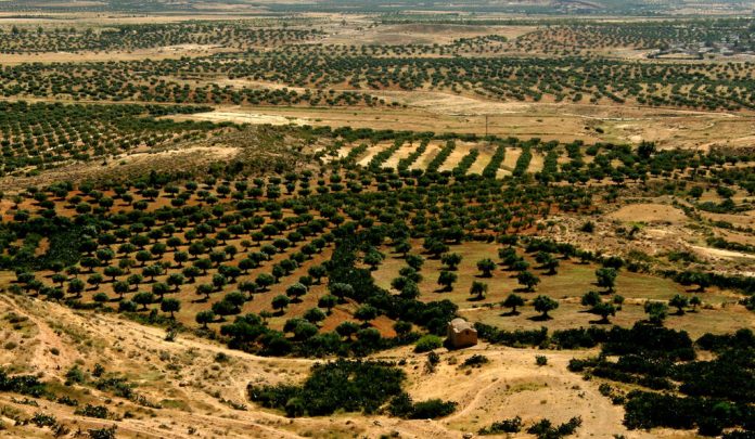 Olive groves in the hills