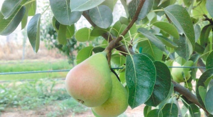 anisychia-gia-tin-karpoptosi-kai-tin-akarpia-sta-dentra-293585