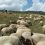 Για κρούσματα φυματίωσης στα αιγοπρόβατα κάνει λόγο η Ομοσπονδία Αγροτικών Συλλόγων Πελοποννήσου