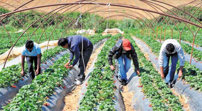 akanthodes-to-zitima-tis-elleipsis-agrotikon-cherion-295077