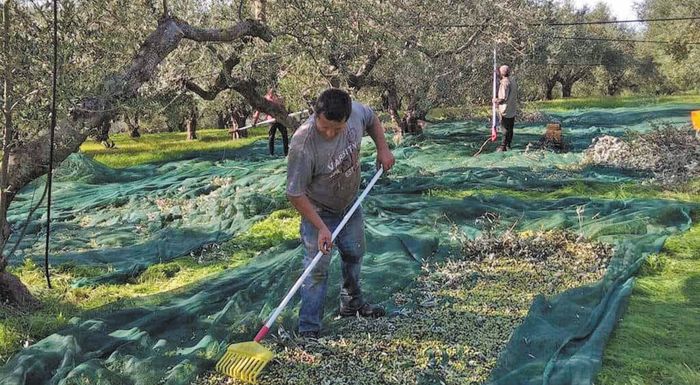 agrotikos-syllogos-ierapetras-anagki-gia-metakliseis-ergaton-gis-apo-trites-chores-295604