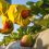 «Πόλεμος της φράουλας»: Εξοργισμένοι οι αγρότες της Ανδαλουσίας για την έκκληση μποϊκοτάζ στη Γερμανία