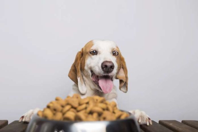 hungry-white-brown-dog-with-big-ears-brown-eyes-ready-eat-bowl-full-food-W700